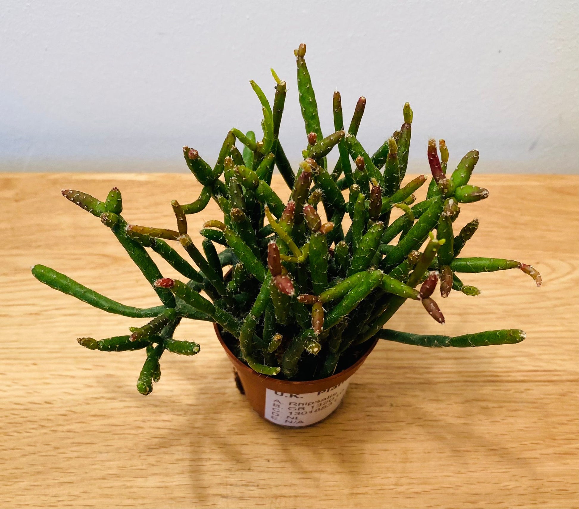 Rhipsalis Burchellii Cassandra's Plants