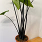 Alocasia Zebrina "Black Stem" 19cm Pot Cassandra's Plants
