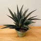  Mangave Pineapple Express in a 15cm pot Cassandra's Plants