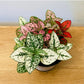 Hypoestes Mixed Polka Dot Plant