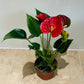 Anthurium Adraeanum Red Flamingo Flower Plant in a 7cm pot Cassandra's Plants