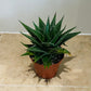 Aloe Flow 8.5cm Pot Cassandra's Plants