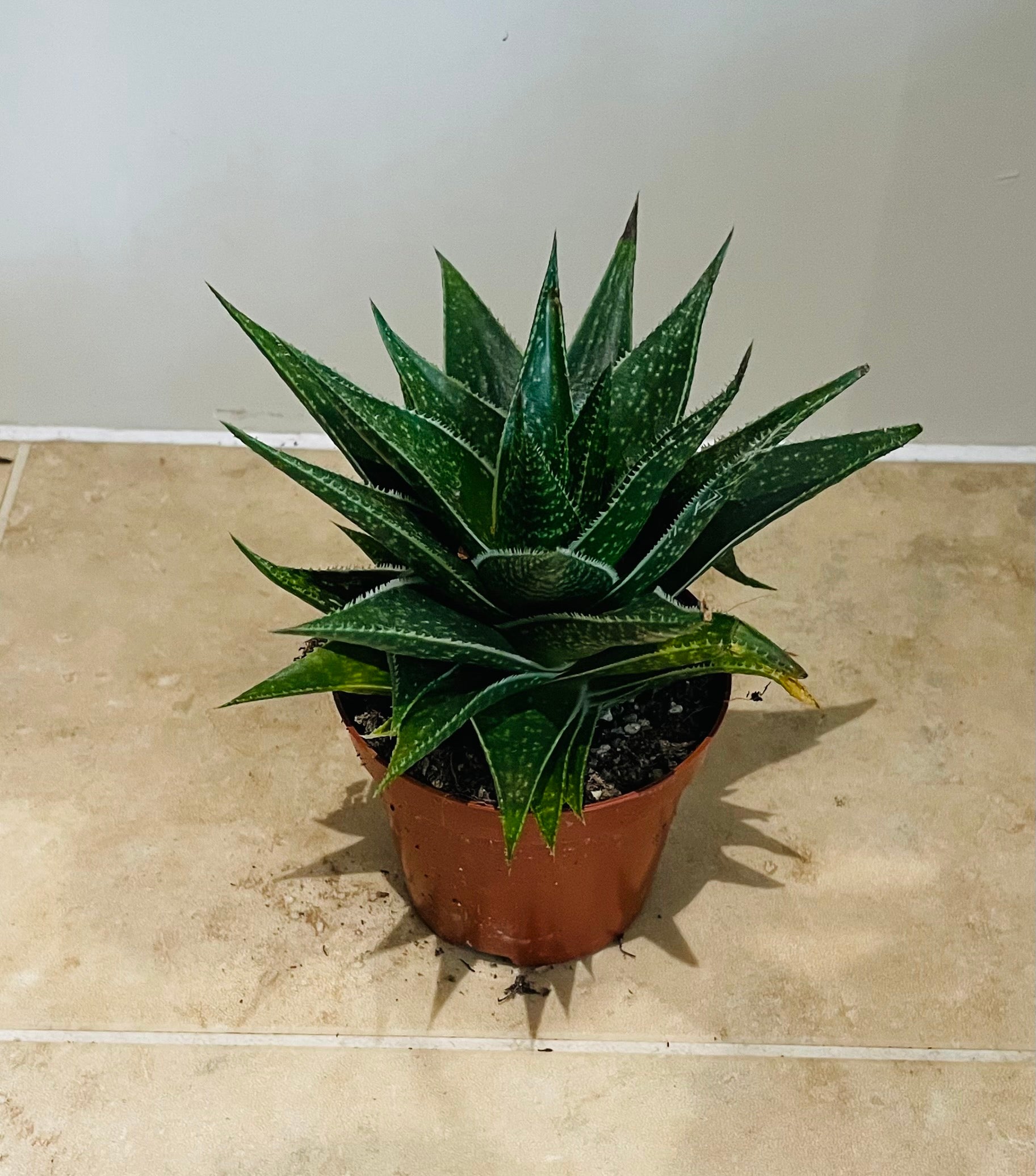 Aloe Flow 8.5cm Pot Cassandra's Plants