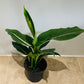 Dieffenbachia Green Magic