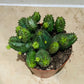 Euphorbia Globosa in a 8.5cm pot Cassandra's Plants