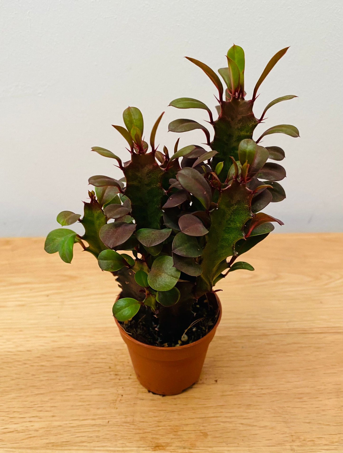 Euphorbia Trigona Rubra African Milk Tree in a 5.5cm Pot Cassandra's Plants