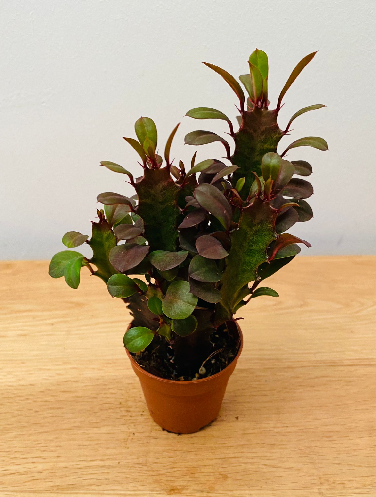 Euphorbia Trigona Rubra African Milk Tree in a 5.5cm Pot Cassandra's Plants