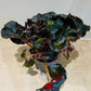 Begonia Erythrophylla Black Jungle 13cm Pot Cassandra;s Plants