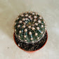 Parodia Werneri in 5.5cm Pot Cassandra's Plants