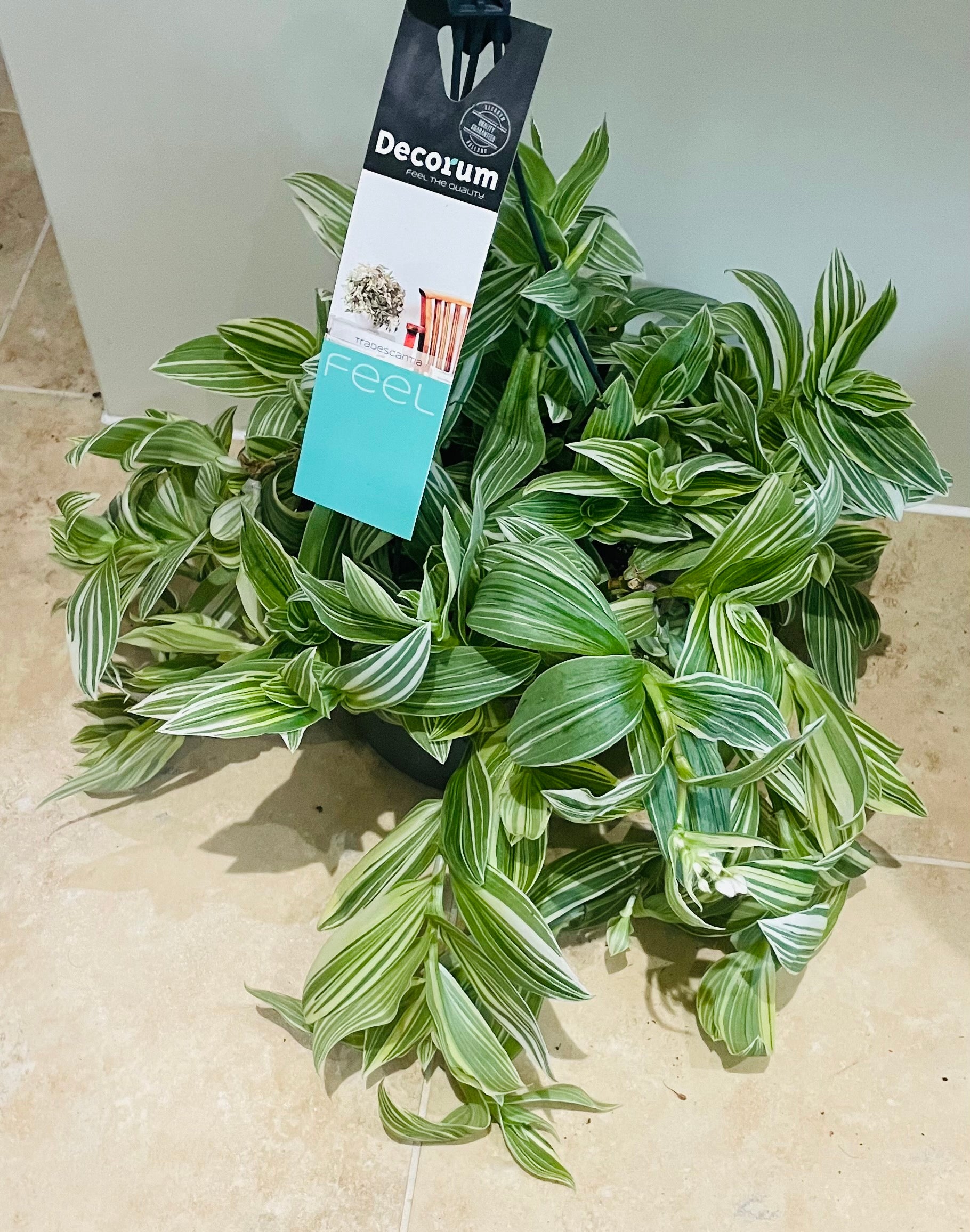 Tradescantia Albiflora Albovittata Cassandra's Plants