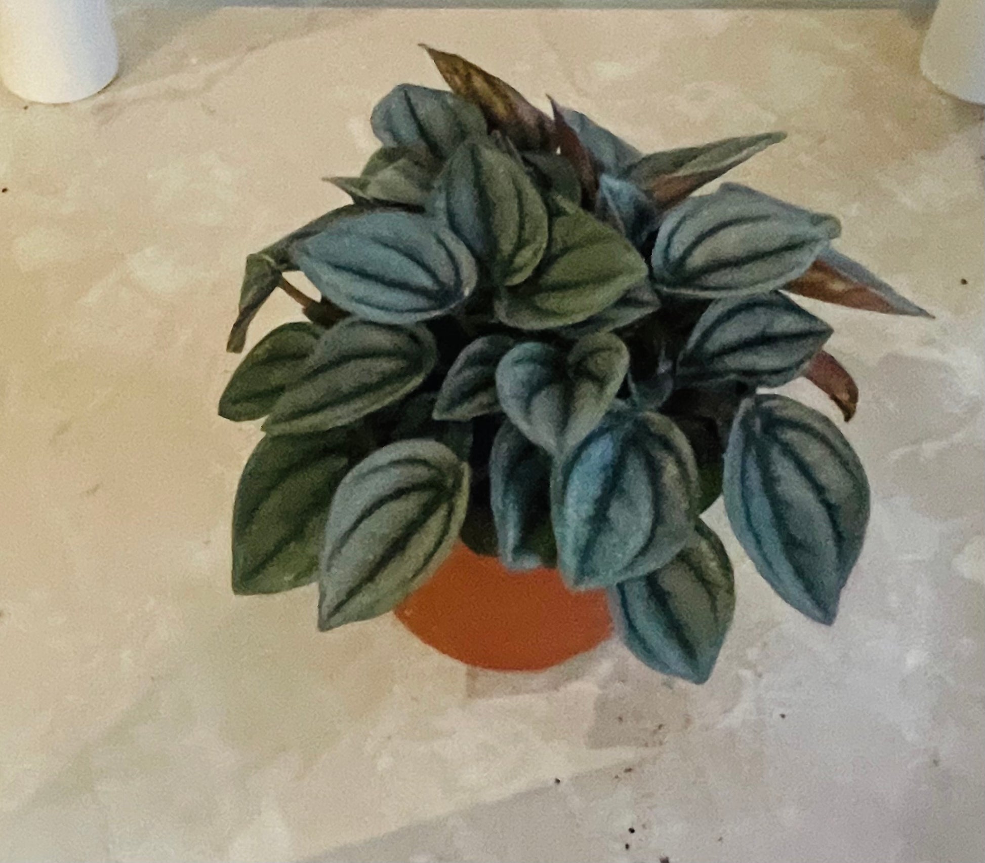 Peperomia Napoli Nights Cassandra's Plants
