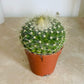 Parodia Chrysacanthion in 5.5cm Pot Cassandra's Plants