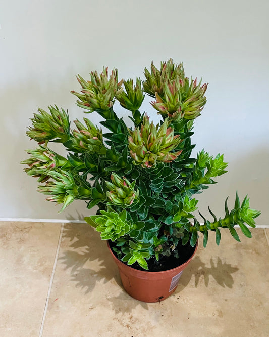 Crassula Coccinea "Red Crassula" 11cm pot Cassandra's Plants