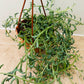 Senecio Peregrinus String of Dolphins Cassandra's Plants