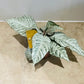 Aphelandra Squarrosa White Wash 12cm Pot Cassandra's Plants