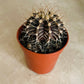 Gymnocalycium Mihanovichii Cactus in 5.5cm Pot Cassandra's Plants