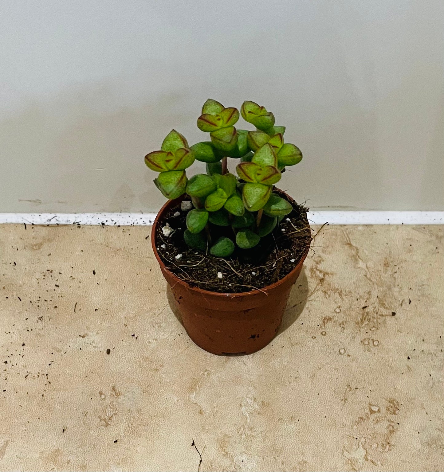 Crassula Brevifolia in a 5.5cm pot Cassandra's Plants