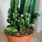 Cereus Florida Fairy Castle 14cm Pot Cassandra's Plants