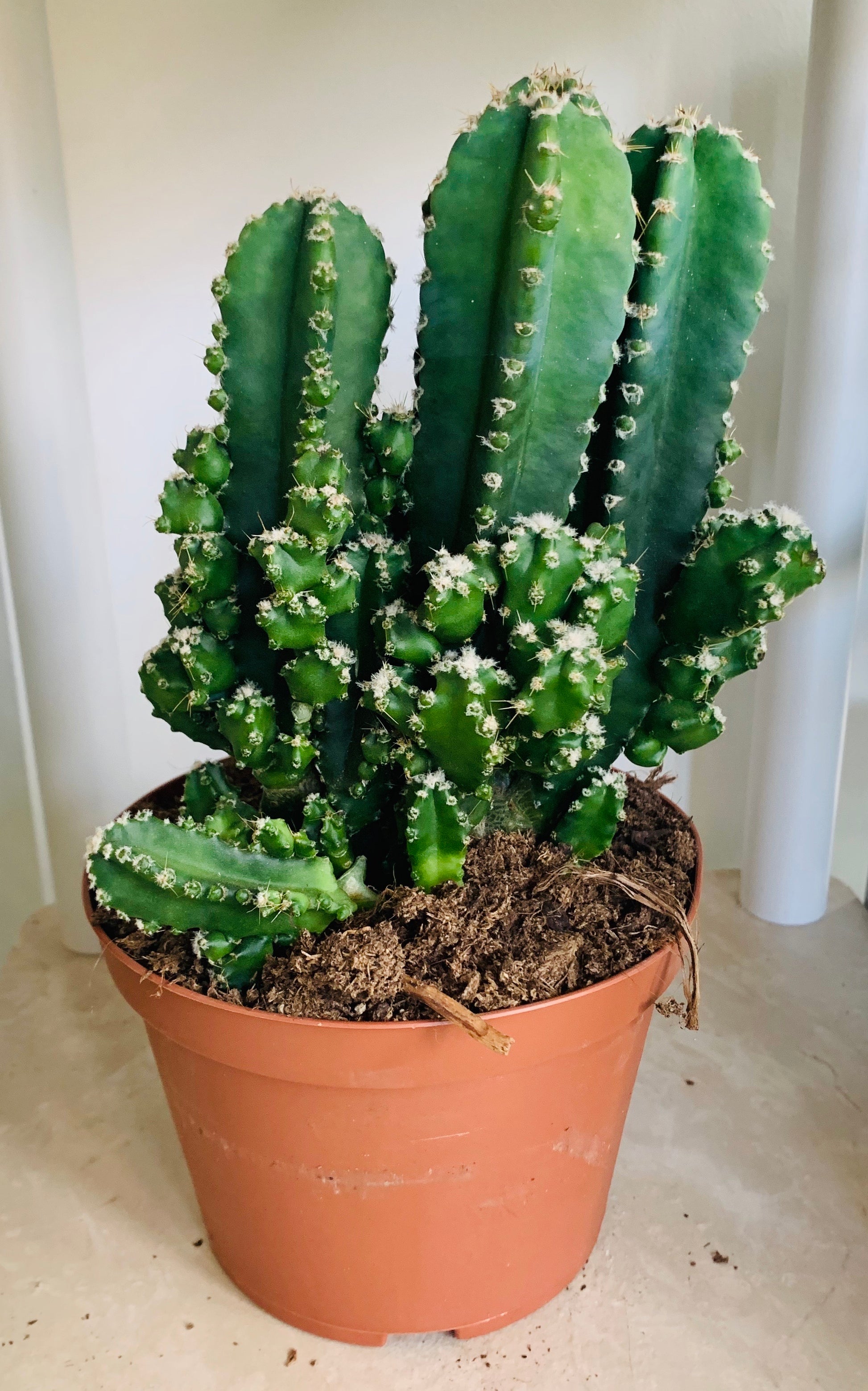 Cereus Florida Fairy Castle 14cm Pot Cassandra's Plants