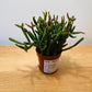 Rhipsalis Burchellii Cassandra's Plants