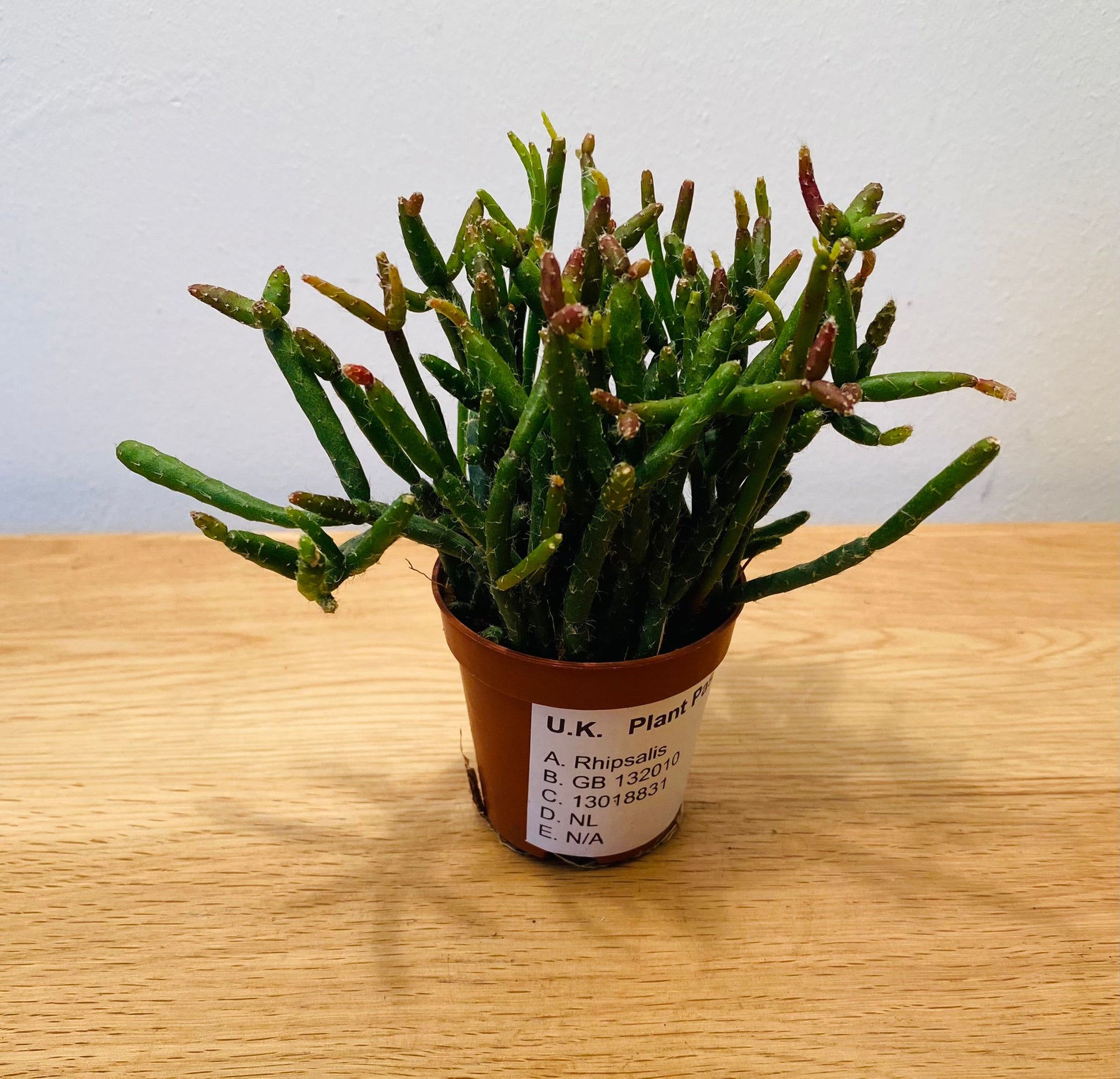 Rhipsalis Burchellii Cassandra's Plants