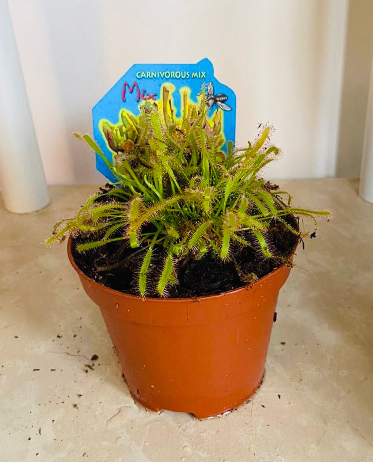Drosera Capensis Sundew in a 9cm pot Cassandra's Plants
