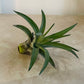 Tillandsia Streptophylla 'Shirley Temple' Cassandra's Plants