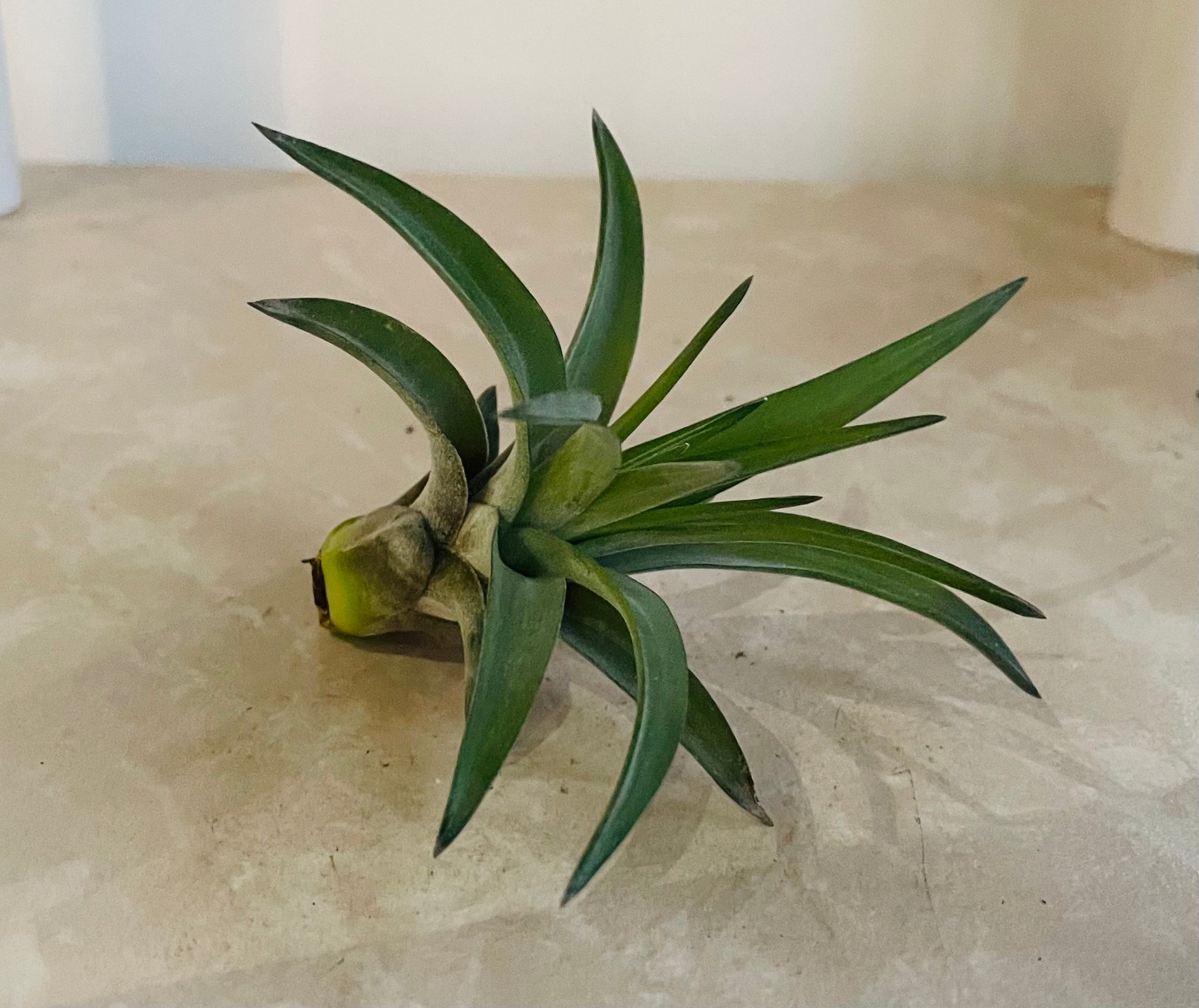 Tillandsia Streptophylla 'Shirley Temple' Cassandra's Plants