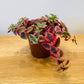 Crassula Pellucida subsp. Marginalis Varigata 8.5cm Pot Cassandra's Plants