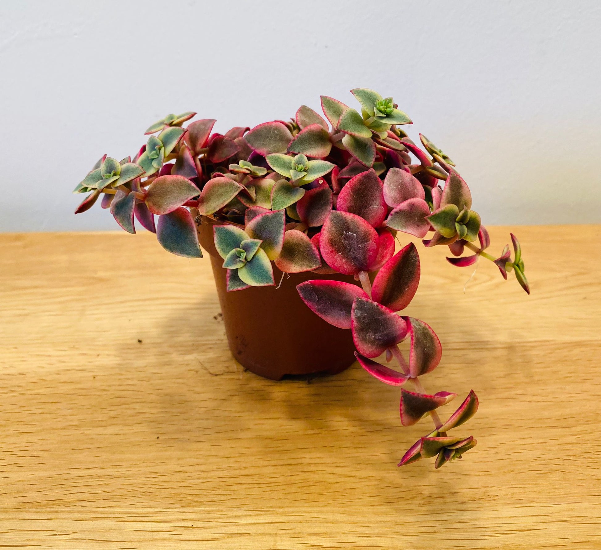 Crassula Pellucida subsp. Marginalis Varigata 8.5cm Pot Cassandra's Plants