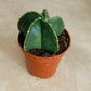 Astrophytum Myriostigma var Nudum 5.5cm Pot Cassandra's Plants