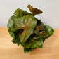 Syngonium Podophyllum Maria Allusion in 7cm pot Cassandra's Plants