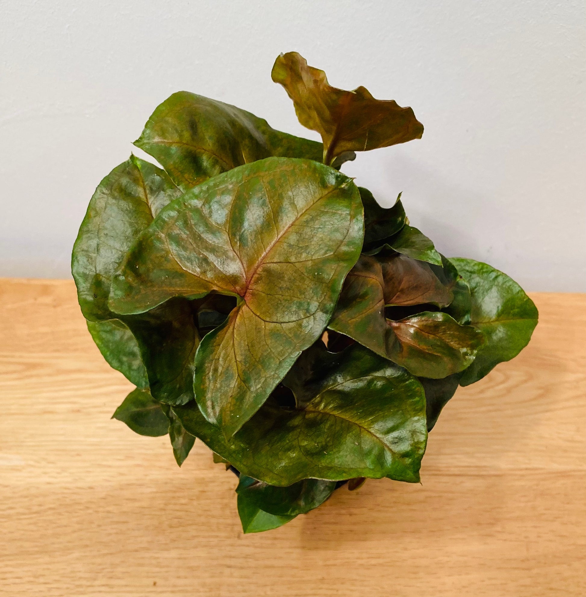 Syngonium Podophyllum Maria Allusion in 7cm pot Cassandra's Plants
