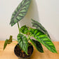 Alocasia Dragon Scale 14cm Pot Cassandra's Plants