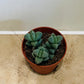 Corpuscularia Lehmannii Ice Plant 5.5cm pot Cassandra's Plants