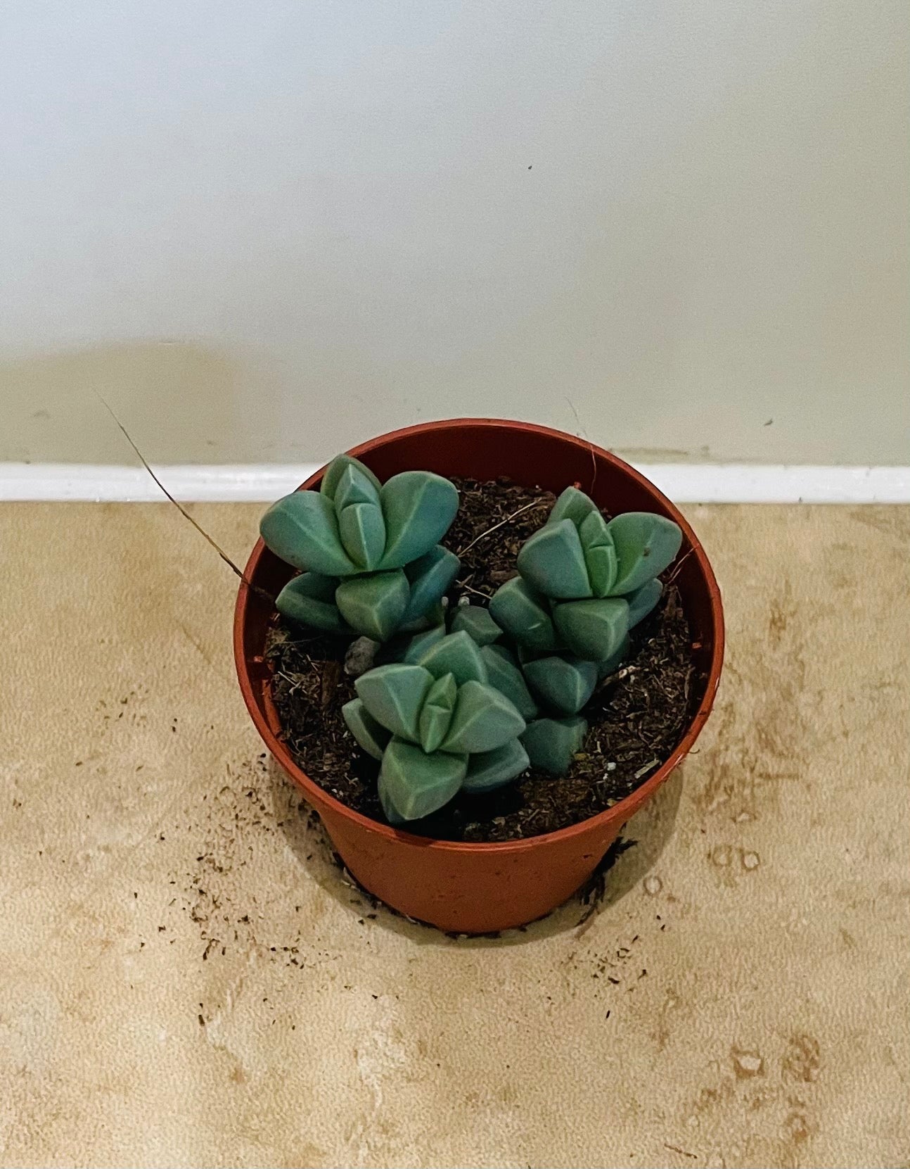 Corpuscularia Lehmannii Ice Plant 5.5cm pot Cassandra's Plants