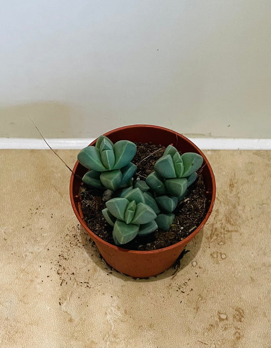 Corpuscularia Lehmannii Ice Plant 5.5cm pot Cassandra's Plants