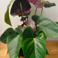 Black Anthurium Adraeanum 12cm Pot Cassandra's Plants
