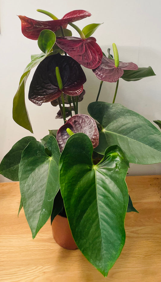 Black Anthurium Adraeanum 12cm Pot Cassandra's Plants
