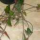 Ceropegia Woodii Orange River