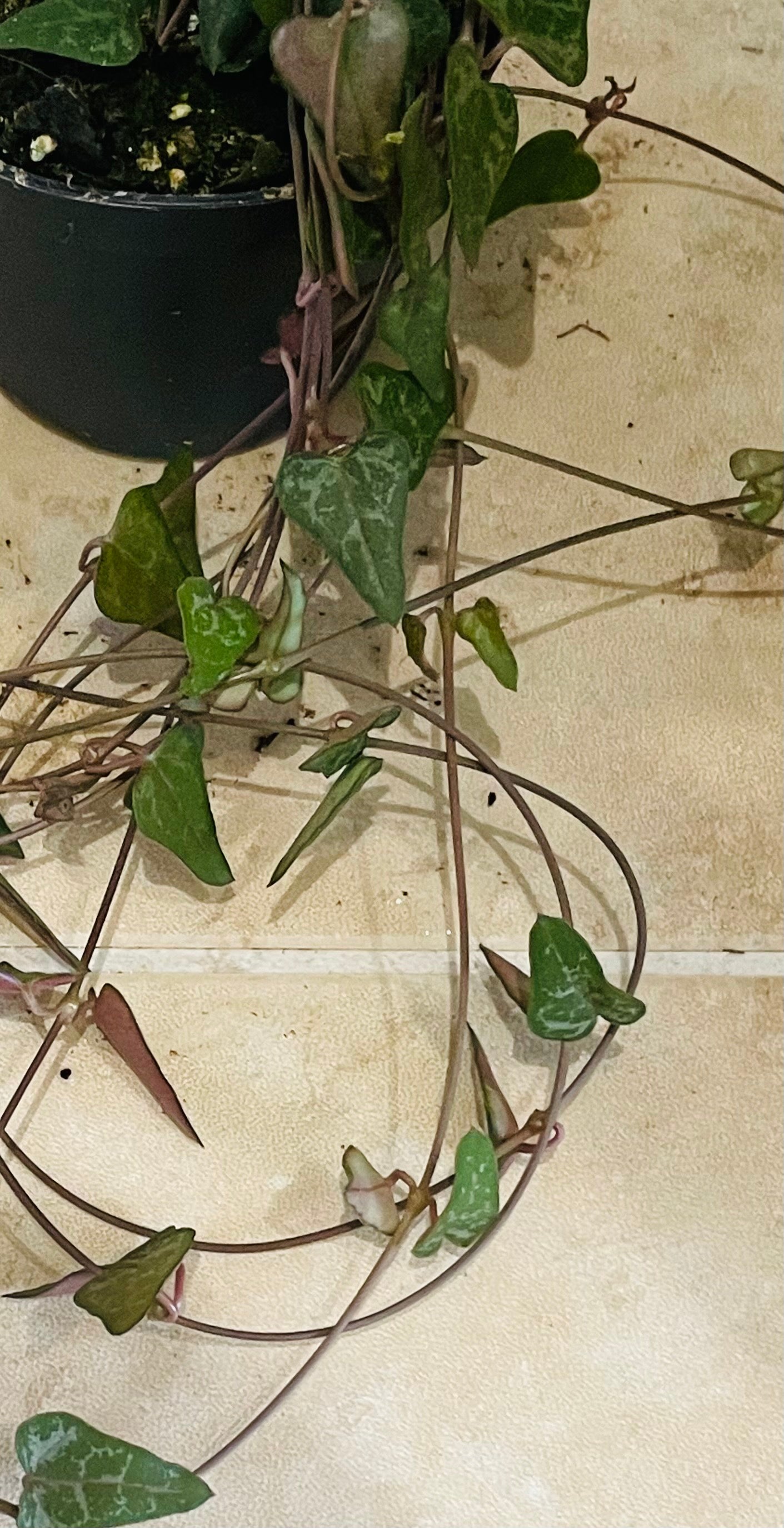 Ceropegia Woodii Orange River
