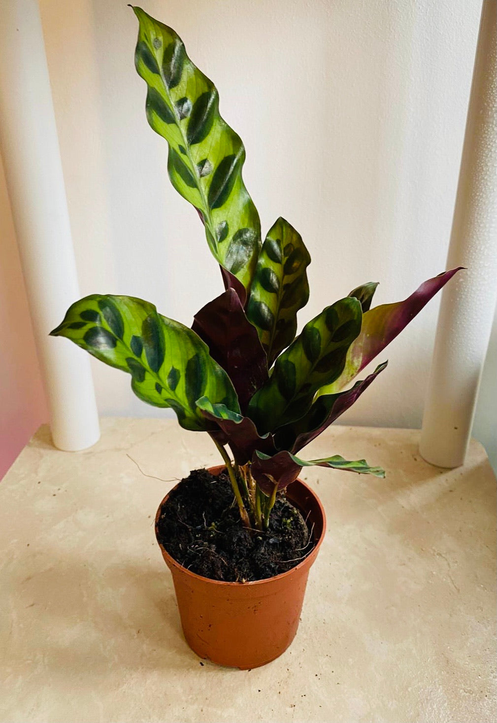Calathea Lancifolia Rattle Snake 7cm Pot Cassandra's Plants