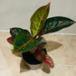 Aglaonema Prestige 12cm Pot Cassandra's Plants