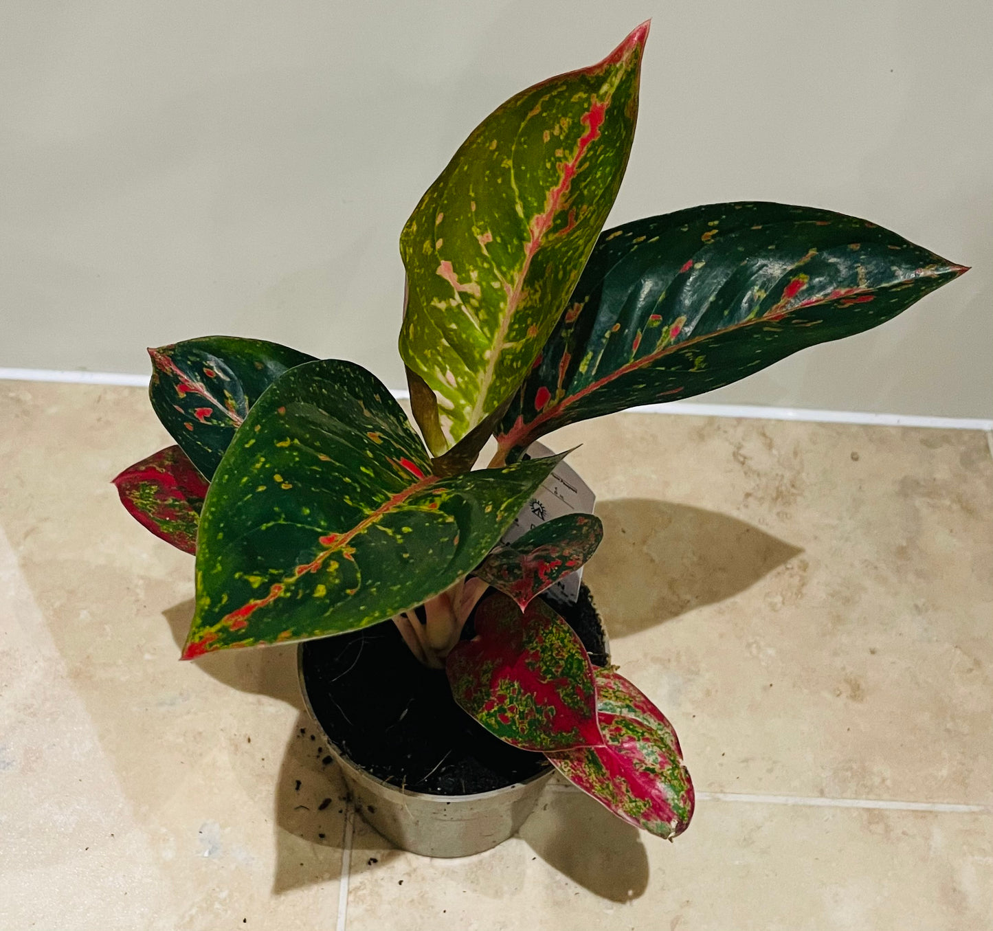 Aglaonema Prestige 12cm Pot Cassandra's Plants
