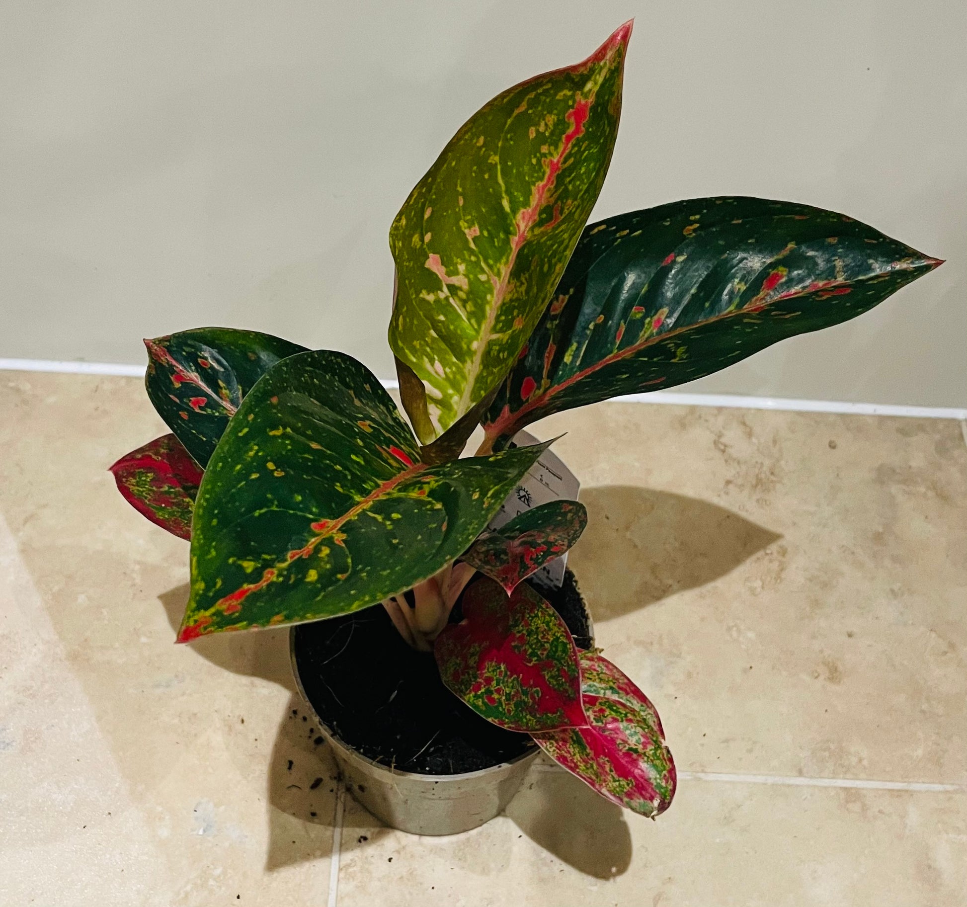Aglaonema Prestige 12cm Pot Cassandra's Plants