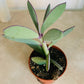 Senecio Crassissimus Cassandra's Plants