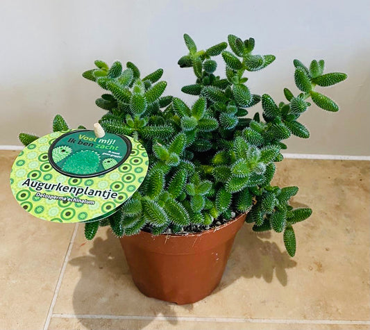 Delosperma Echinatum Pickle Plant 12cm pot Cassandra'a Plants