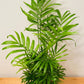 Chamaedorea Elegans Parlour Palm 12 cm Pot Cassandra's Plants