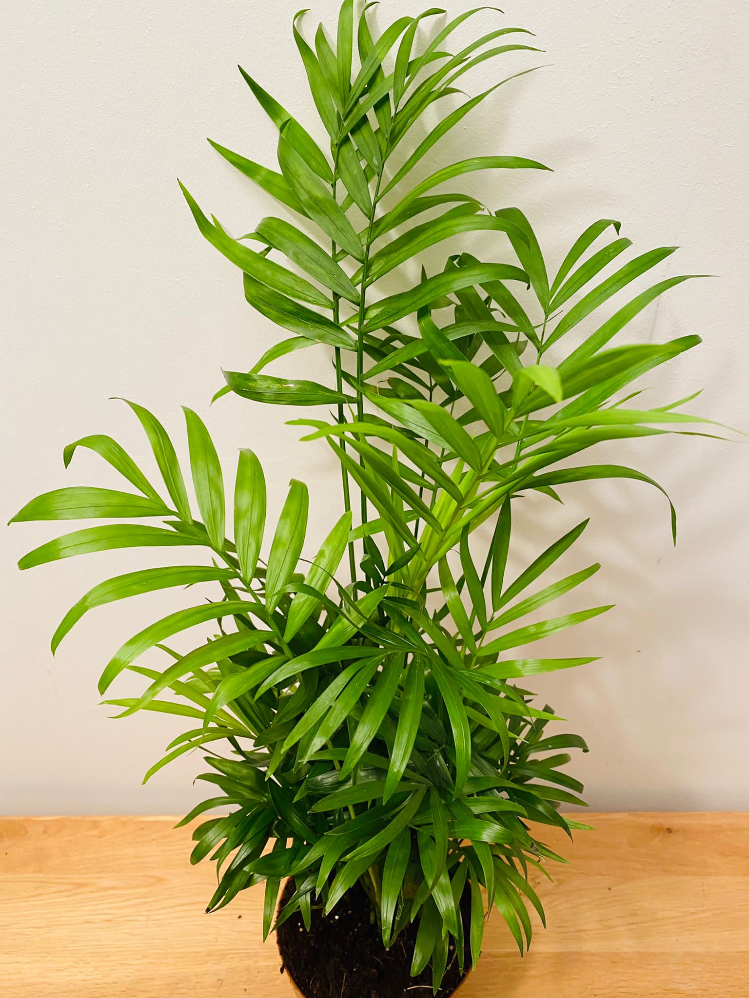 Chamaedorea Elegans Parlour Palm 12 cm Pot Cassandra's Plants
