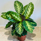 Calathea Misto / Albertii 12cm Pot Cassandra's Plants